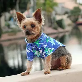 Hawaiian Camp Dog Shirt - Ocean Blue and Palms